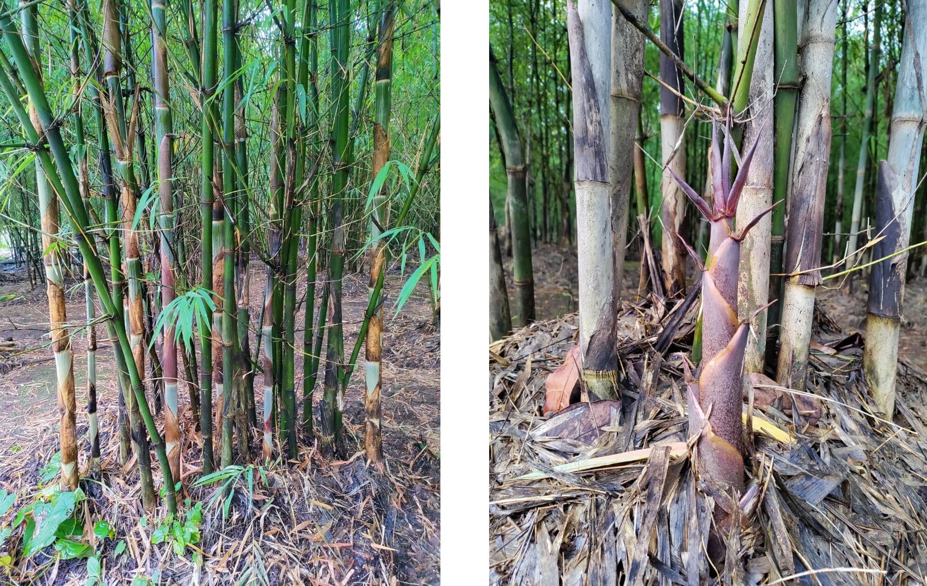 Bamboo Shoots