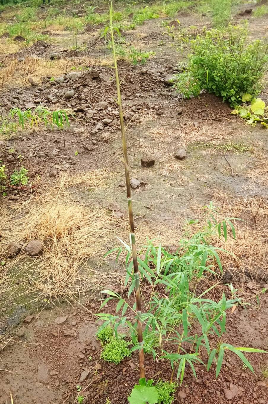 Bamboo Shoot