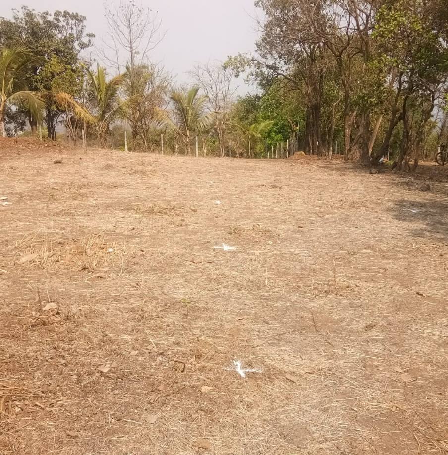 Bamboo 10 feet distance