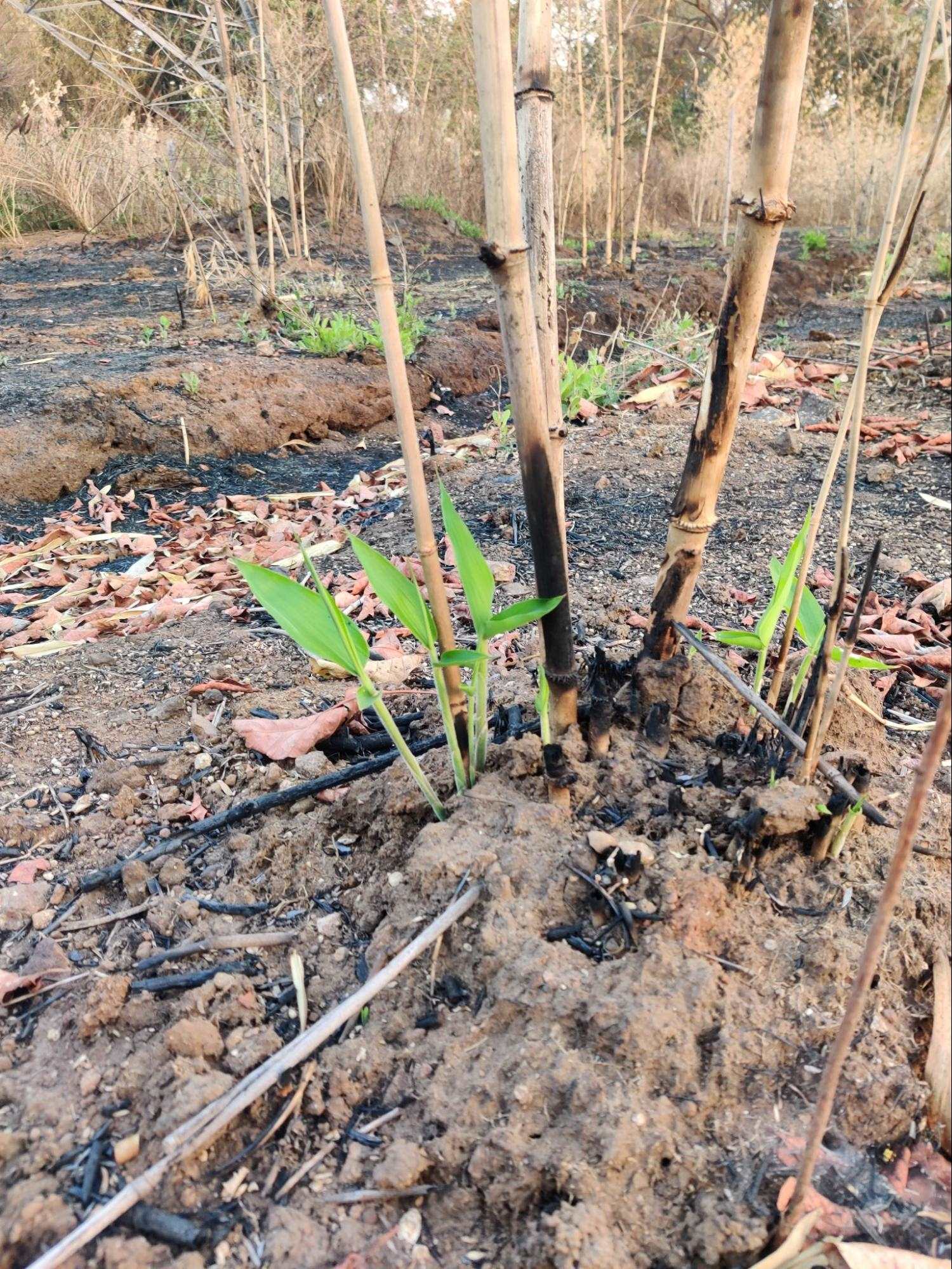 Bamboo Surviving in Fire