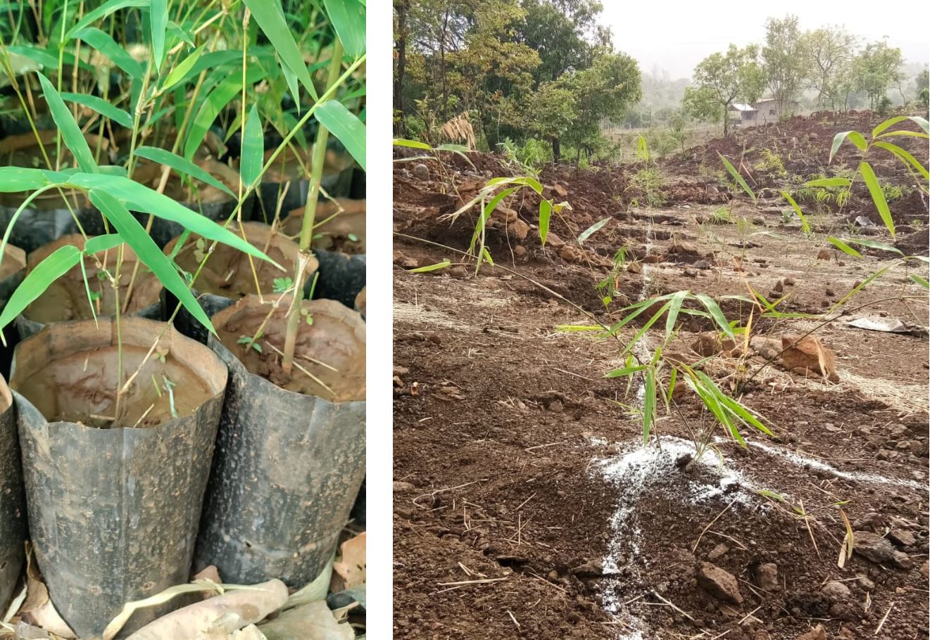 Bamboo Sapling