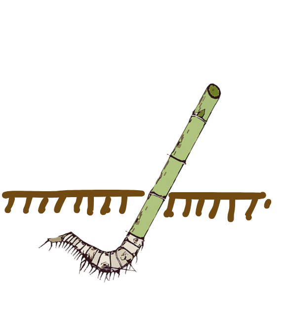 Bamboo Plantation using rhizome