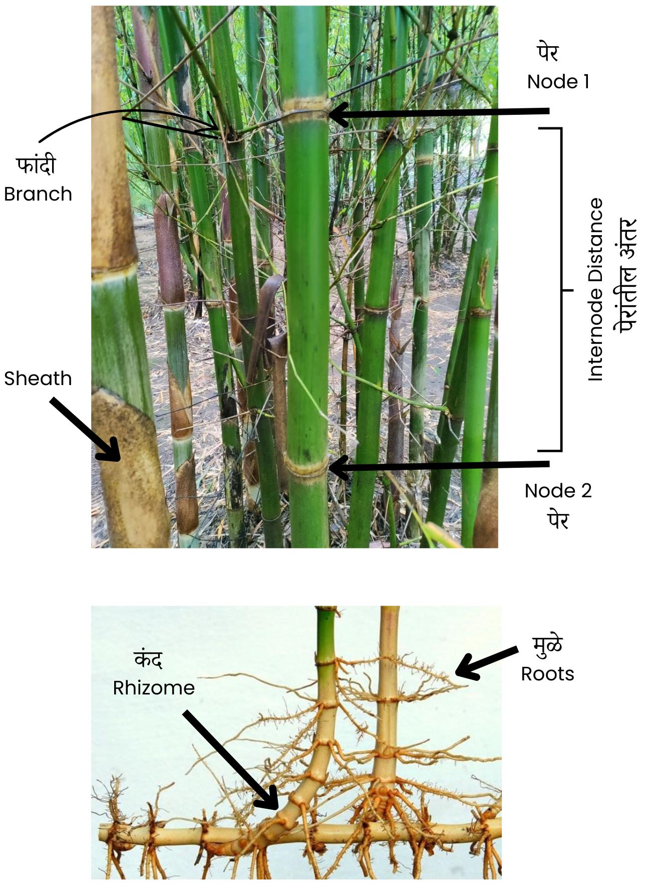 Bamboo etymology