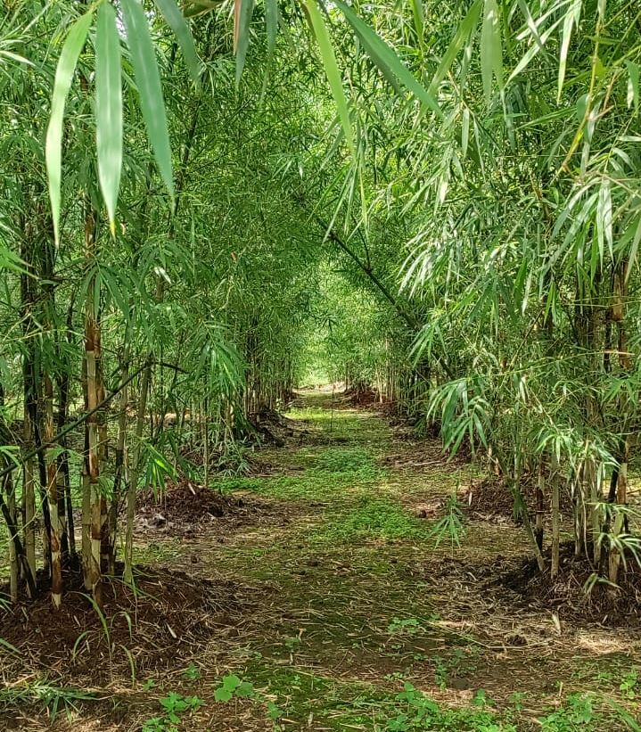 Bamboo Jungle