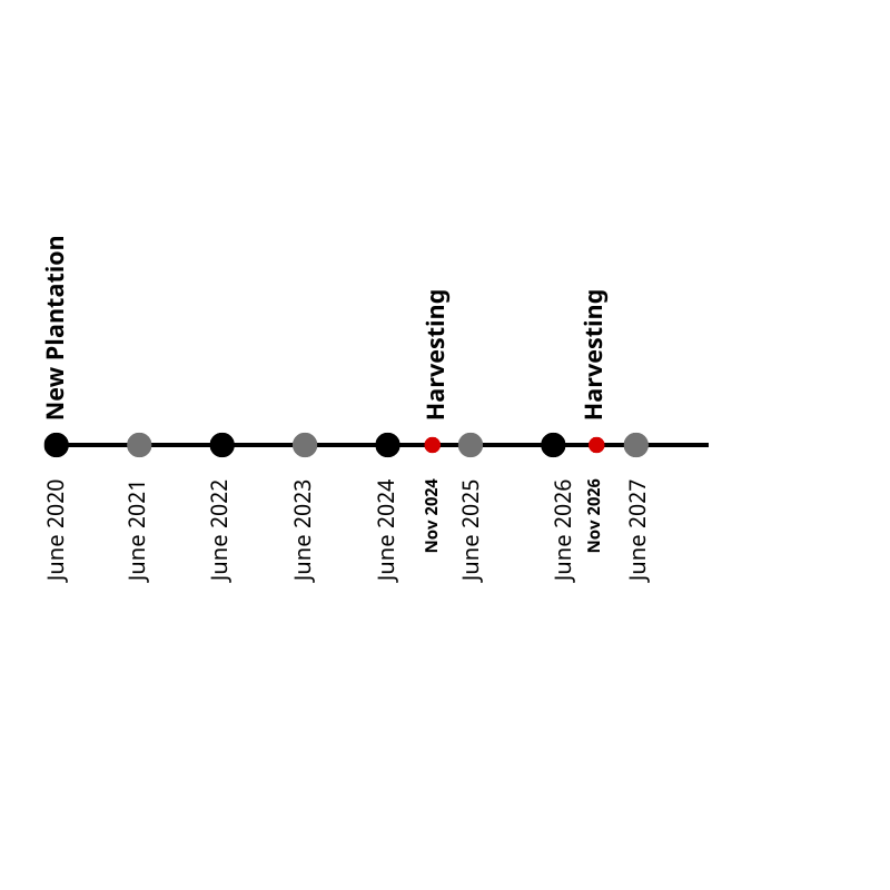 Bamboo Harvesting Schedule