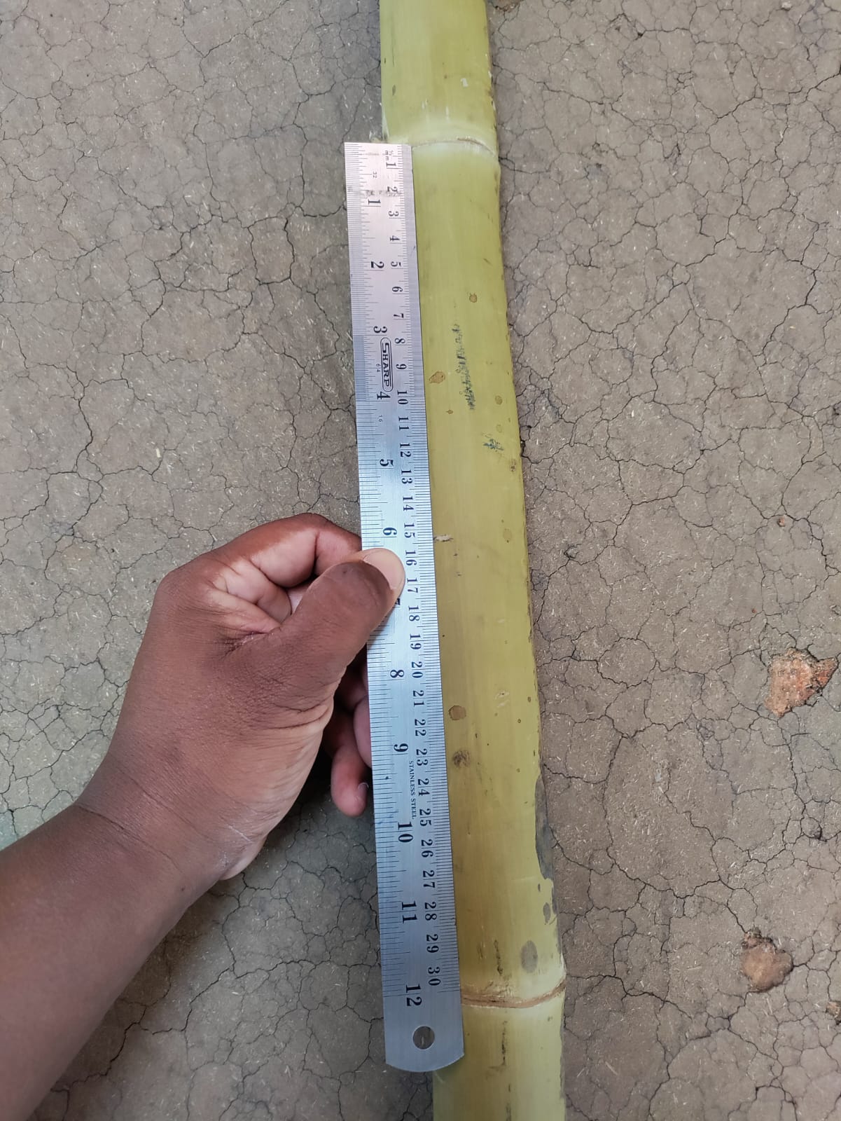 Manga Bamboo Nodal Distance
